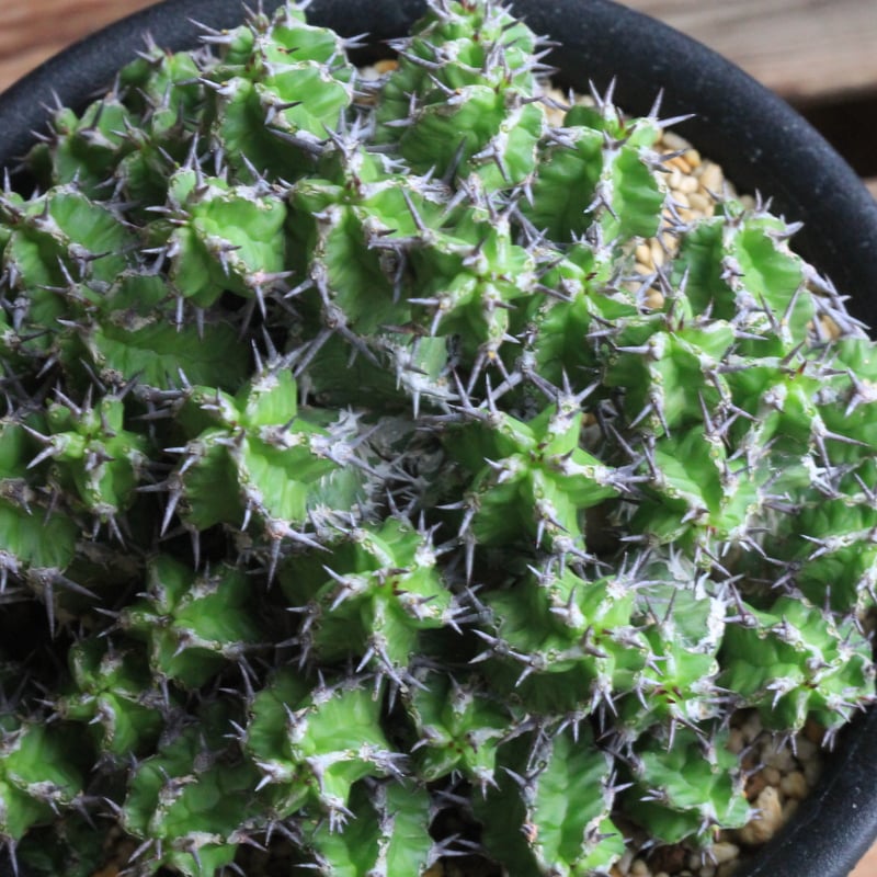 ユーフォルビア ミトリフォルミス 自根 Euphorbia mitriformis ユーフォルビア ミトリフォルミス 自根
