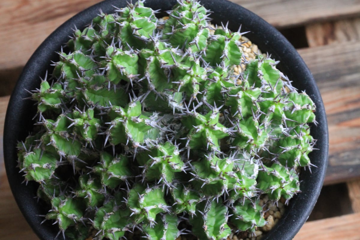 ユーフォルビア ミトリフォルミス | hanayoshi-botanical