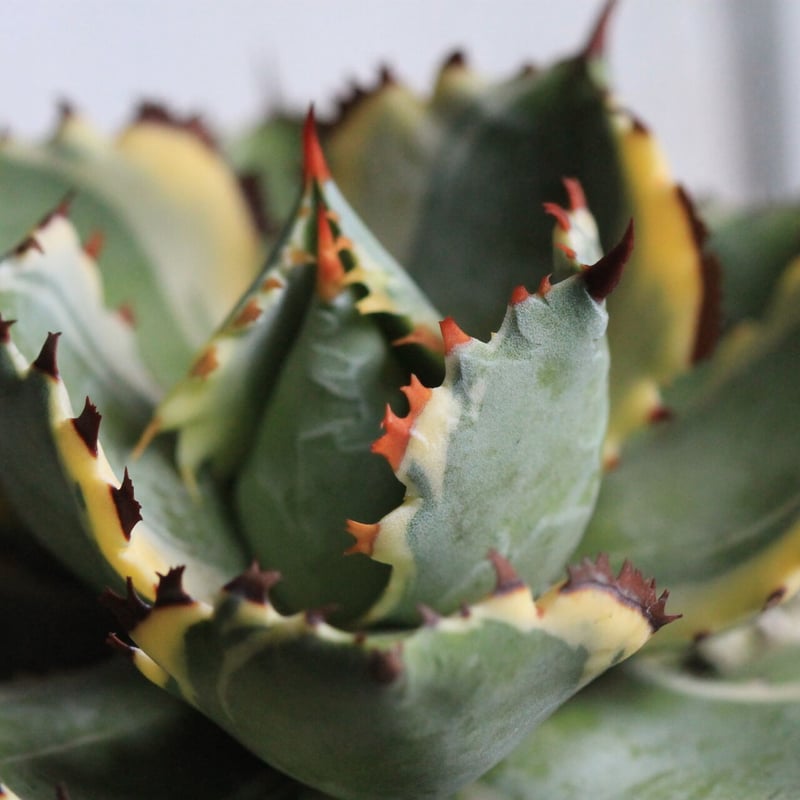 王妃カブトガニ錦 仔吹き親株 アガベ・イシスメンシス「カブトガニ錦」（王妃兜蟹錦）成長記録