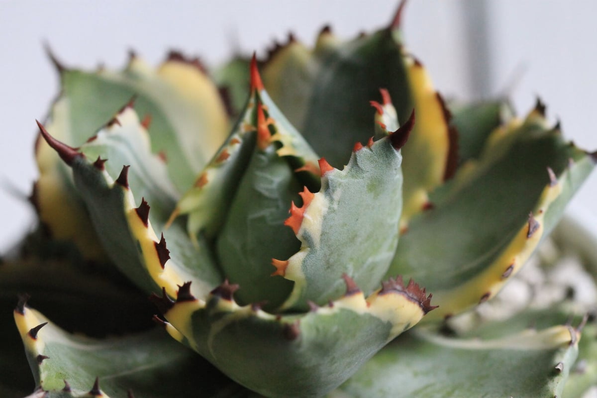 Agave 王妃カブトガニ錦 | hanayoshi-botanical Agave 王妃カブトガニ錦 | hanayoshi-botanical