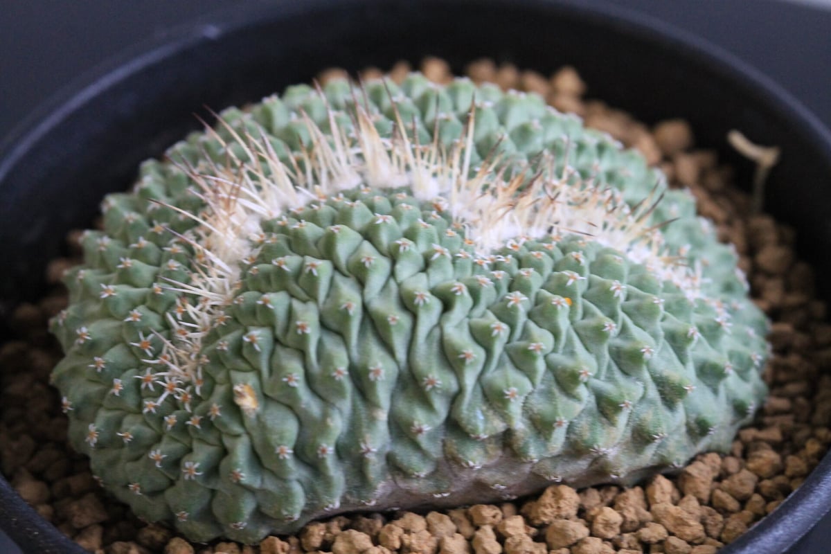 ストロンボカクタス 菊水綴化 | hanayoshi-botanical