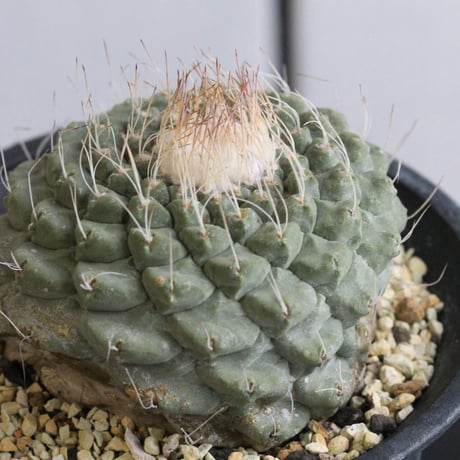 ストロンボカクタス　菊水
