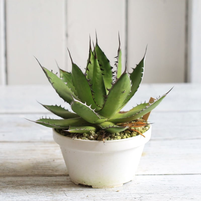 Agave ホリダメキシカルメトル | hanayoshi-botanical