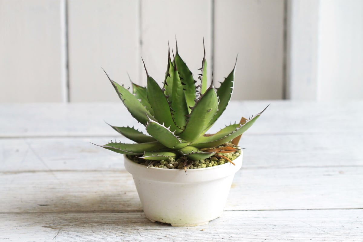アガベ ホリダ メキシカルメトル実生3年 Agave ホリダメキシカルメトル | hanayoshi-botanical