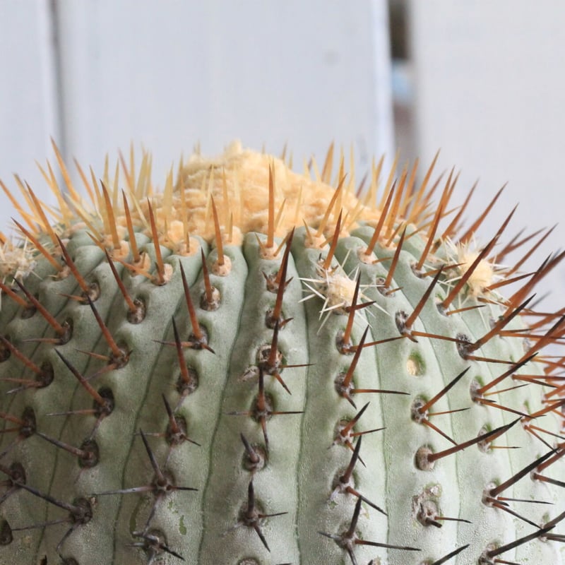 コピアポア コルムナ・アルバ（現地球） | hanayoshi-botanical