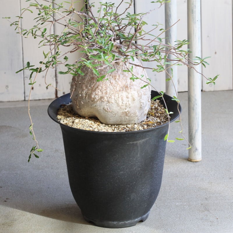 フォッケア エデュリス（火星人） | hanayoshi-botanical