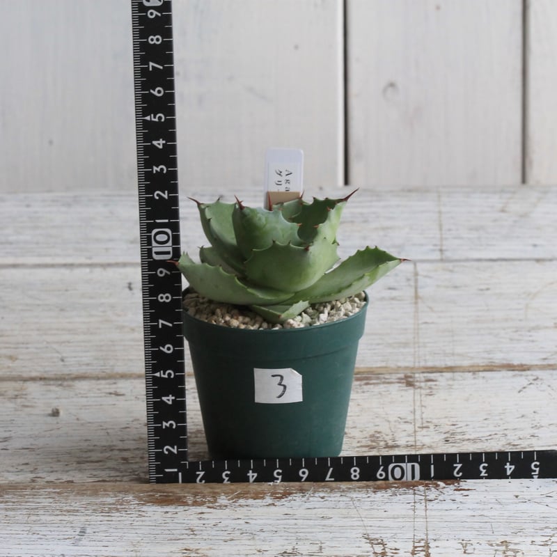 【育成株】アガベ イシスメンシス Royal agave産＞アガベ・イシスメンシス （小株）-002｜ agave isthm