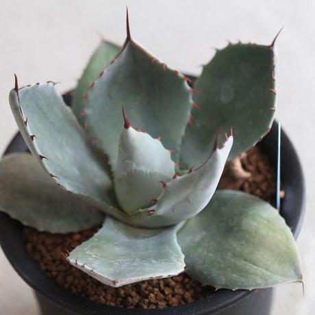 Agave parry v. truncata