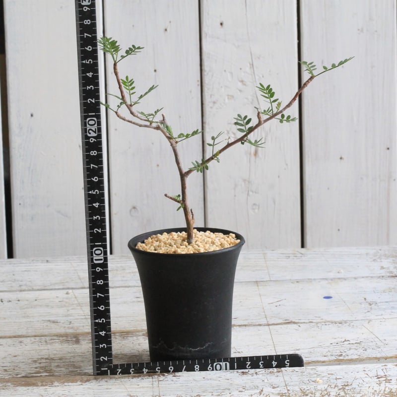 ブルセラ　ミクロフィラ　挿木 ブルセラ ミクロフィラ 挿し木② | hanayoshi-botanical