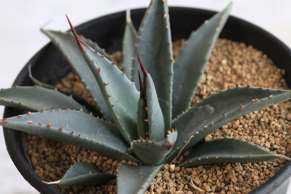 アガベ　ユタエンシス　ネバデンシス　実生　陽炎　梱包に自信あり！ アガベ ユタエンシス ネバデンシス 実生 陽炎 梱包に自信あり