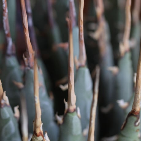 Agave　ユタエンシス　エボリスピナ