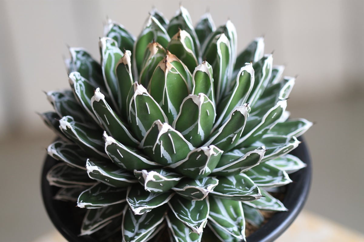 【完品　児玉姫笹の雪　成株】　アガベ アガベ 児玉姫笹の雪 | hanayoshi-botanical