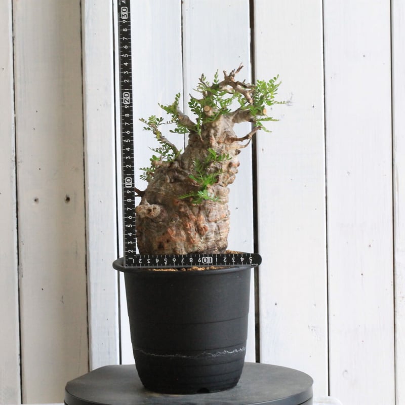 1オペルクリカリア パキプス | hanayoshi-botanical