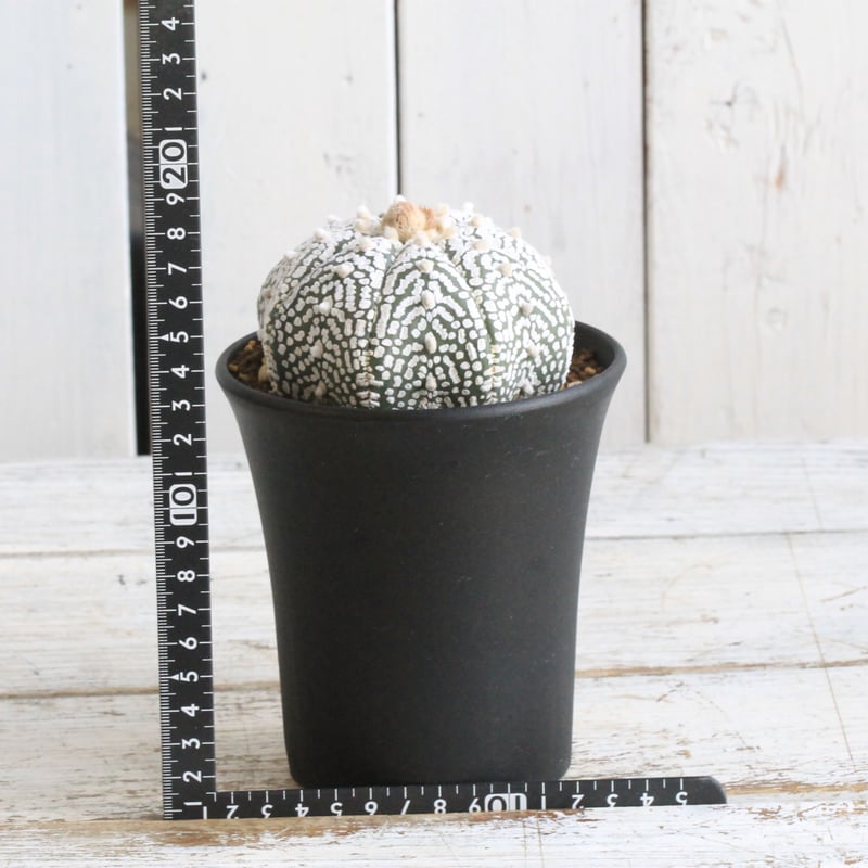 アストロフィツム スーパー兜 | hanayoshi-botanical