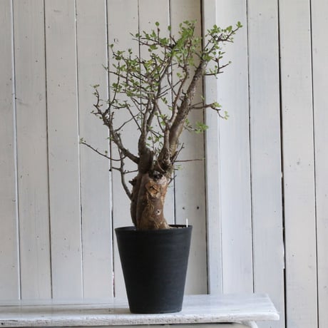 Bursera ファガロイデス
