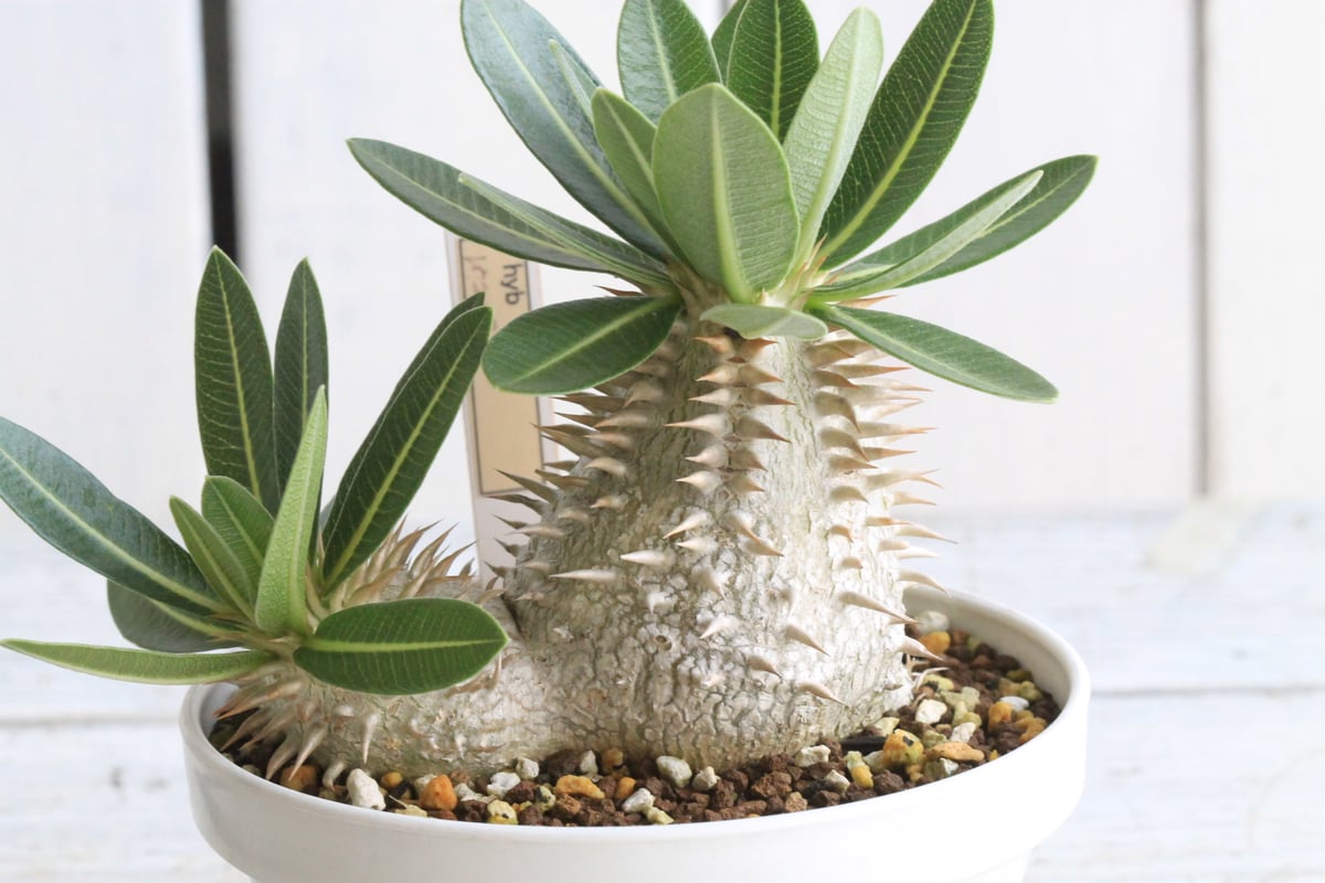 パキポディウム レウコキサンツム×タッキー② | hanayoshi-botanical