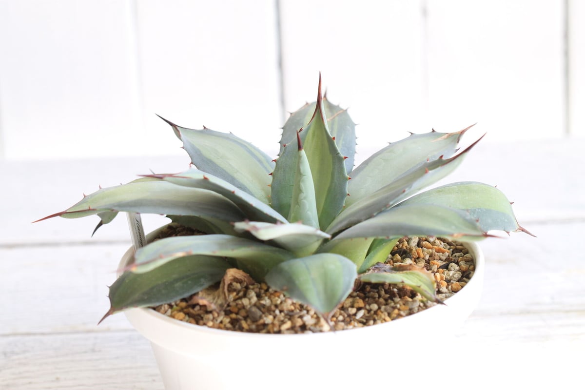 Agave 吉祥天錦 | hanayoshi-botanical