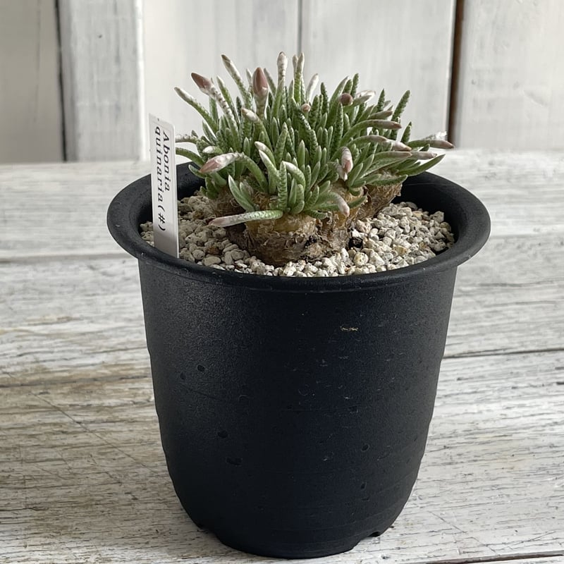 アボニア クイナリア | hanayoshi-botanical