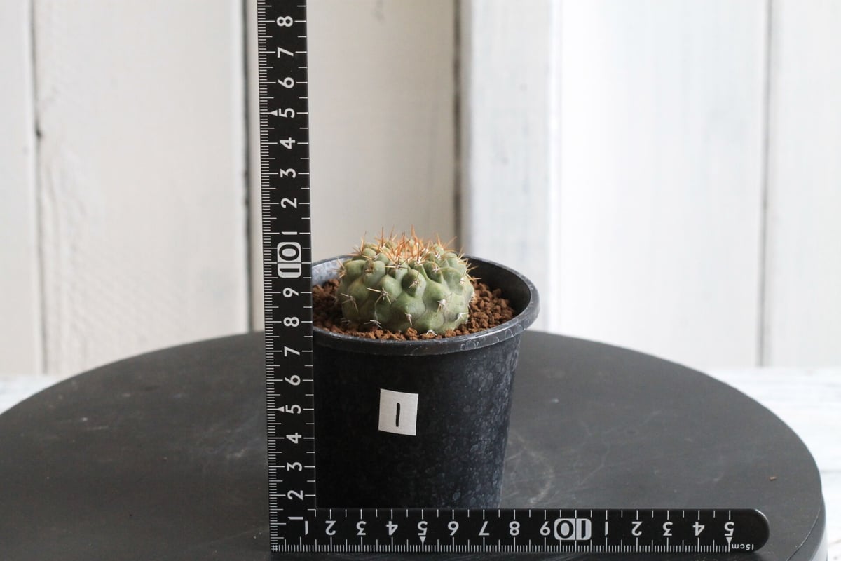 コルムナアルバ 実生 メルカリ便発送( •ω- )☆ 【公式通販】