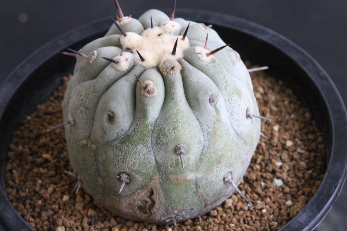 一本棘血統　Copiapoa　コピアポア シネレア　黒王丸　現地球　輸入株 fit=scale-down,w=1200