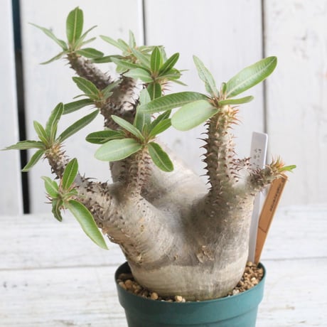 パキポディウム　マカイエンセ　現地球