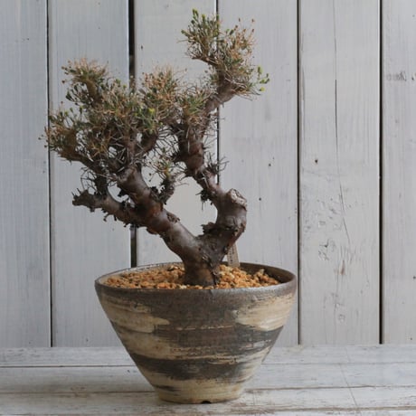 華善窯池坊花展用花器白グレー／シルバー／ブルー／イエロー