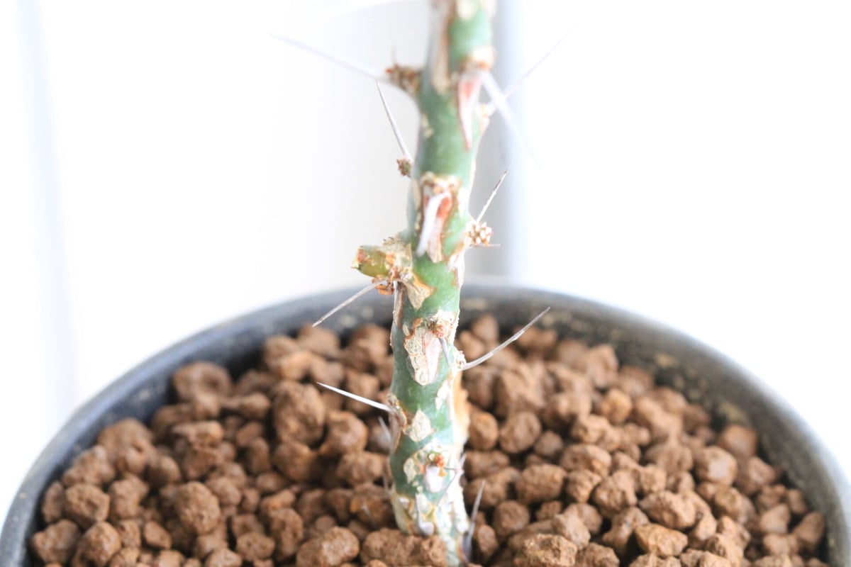 フォークイエリア ファシクラータ | hanayoshi-botanical