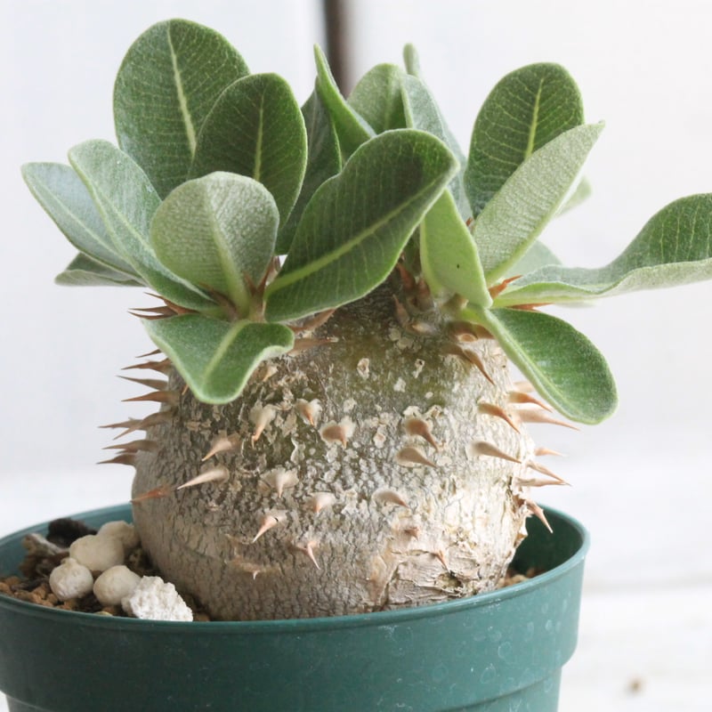 今日だけセール　タッキー　大株　実生　パキポディウム 今日だけセール タッキー 大株 実生 パキポディウム 今日だけセール