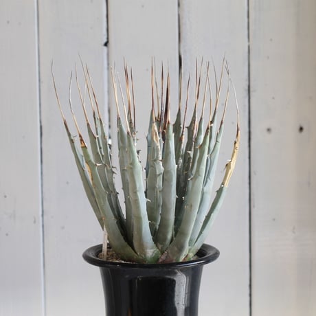 Agave ユタエンシス エボリスピナ