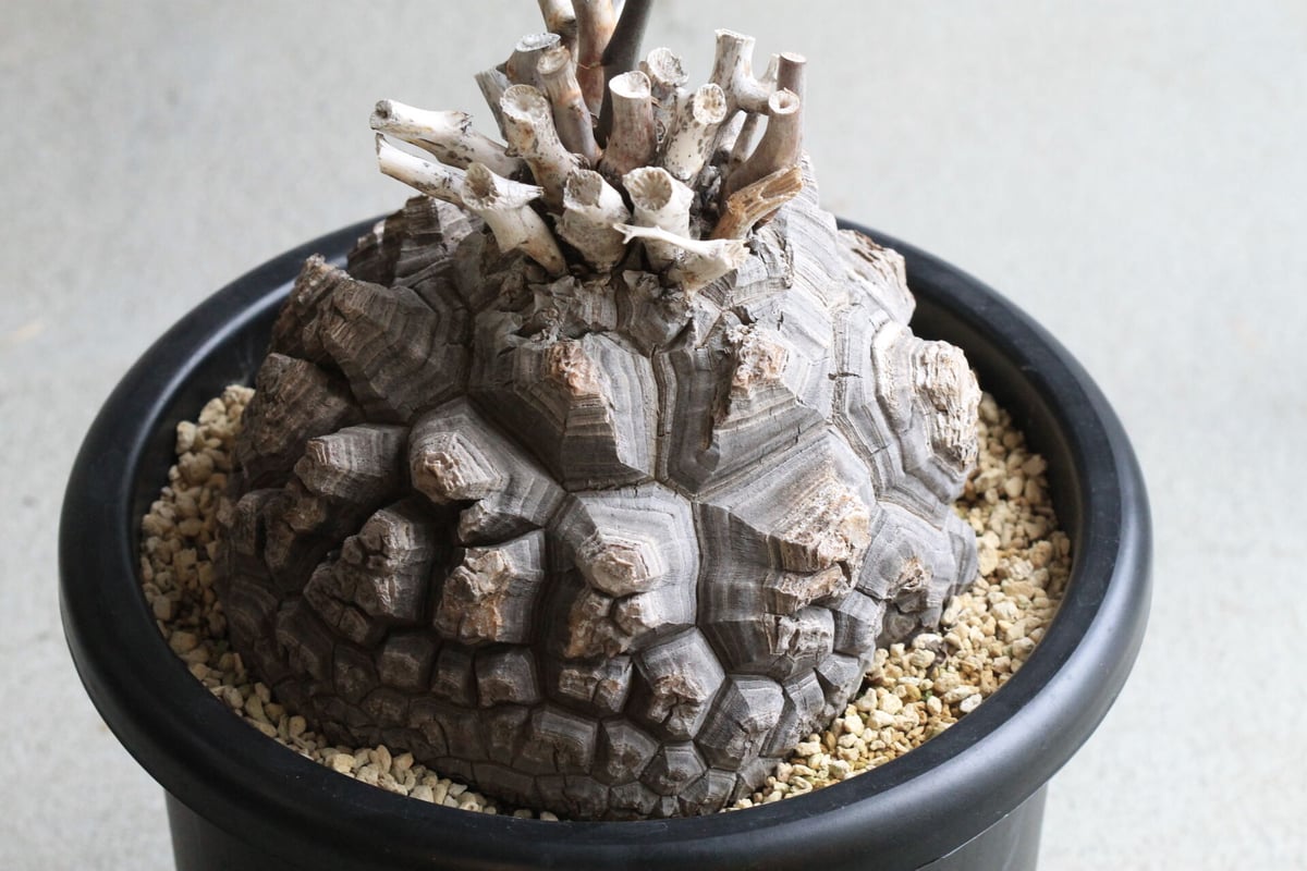 ディオスコレア 亀甲竜 | hanayoshi-botanical