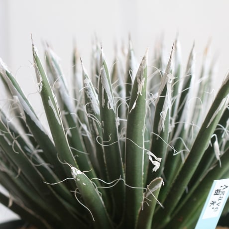 Agave　樹氷