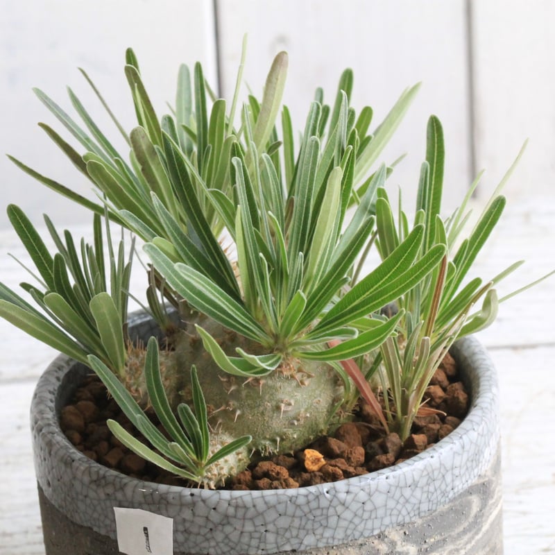 パキポディウム グラキリス 実生 Hanayoshi-botanicalオリジナルポット