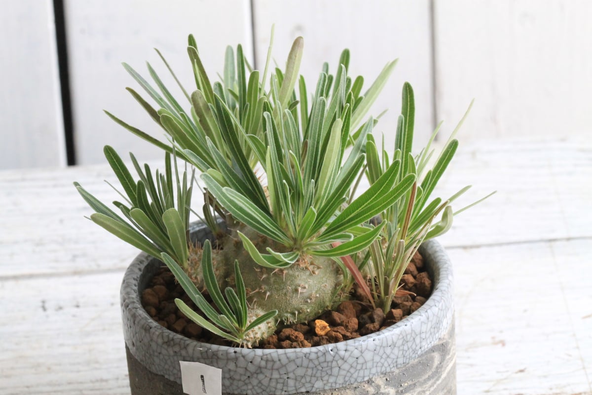 パキポディウム グラキリス 実生 Hanayoshi-botanicalオリジナルポット