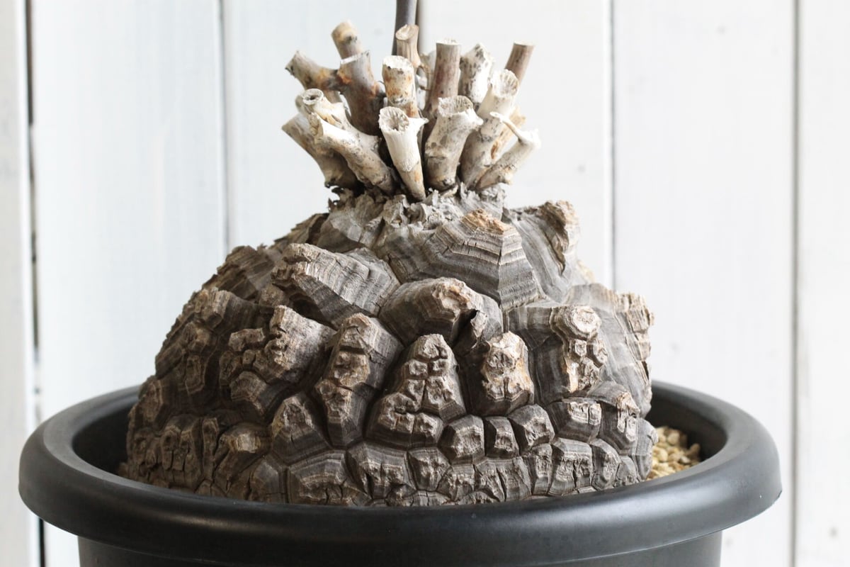 新品未使用】OZWRT Spirit of Dioscorea 亀甲竜 精霊 新品未使用