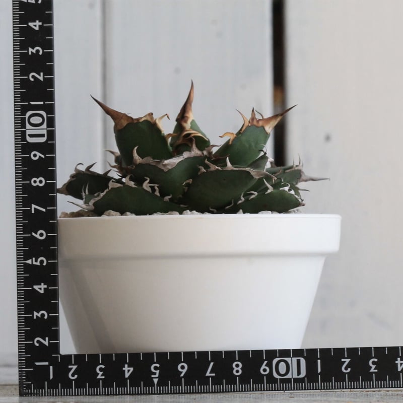 週末限定【アガベ　チタノタ　「レジェンド」】 アガベ チタノタ 黒犀牛【246】 | PROTOLEAF プロトリーフ