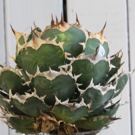 Agave titanota Jupiter