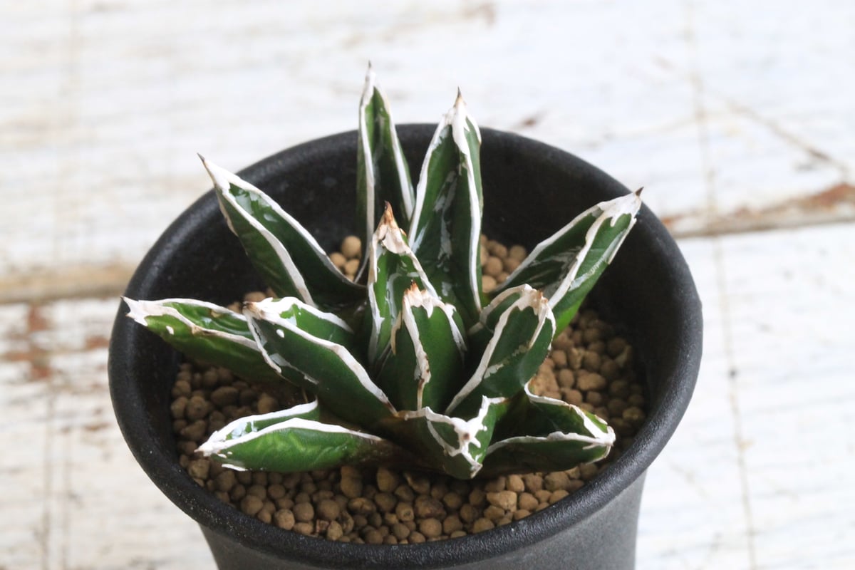 アガベ 特選笹の雪（OW-1） | hanayoshi-botanical