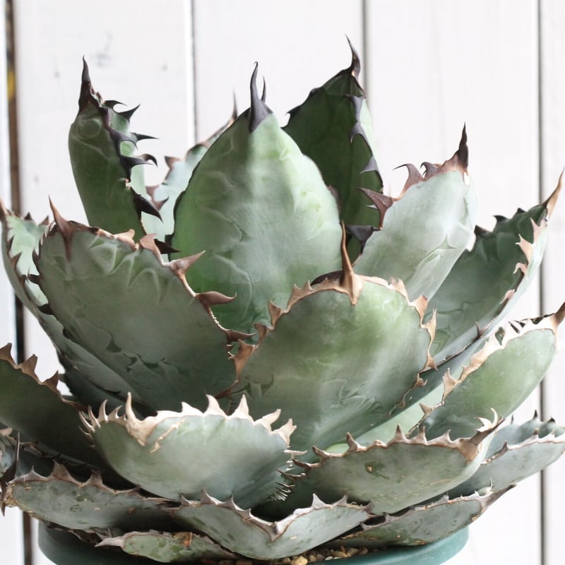 アガベ チタノタ ブラック＆ブルー | hanayoshi-botanical