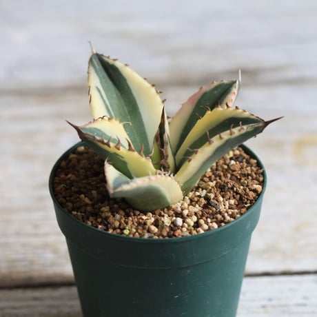 Agave titanota スナグルトゥース
