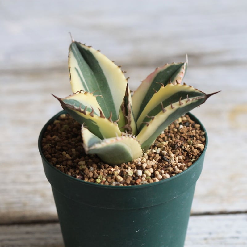 Agave titanota スナグルトゥース | hanayoshi-botanical