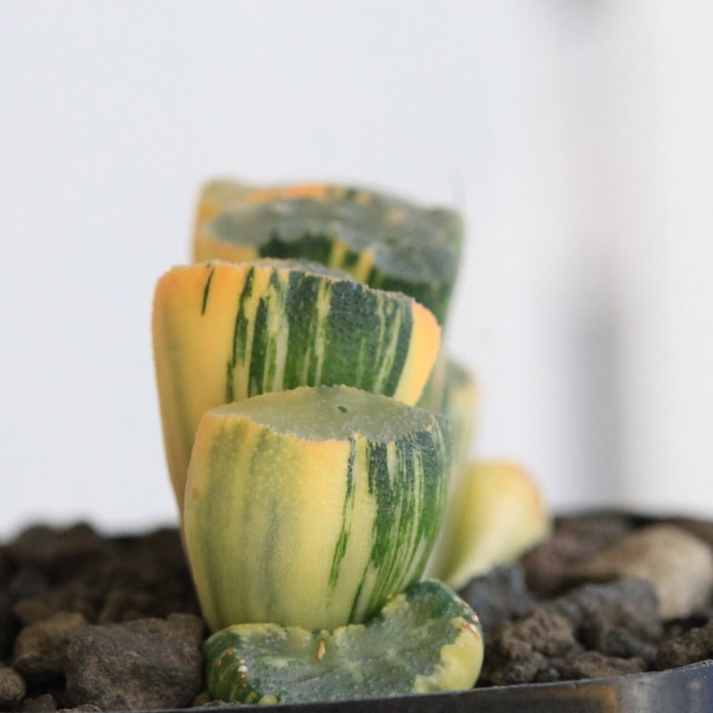 ハオルチア 玉扇錦 北斎錦 | hanayoshi-botanical ハオルチア 玉扇錦 北斎錦 | hanayoshi-botanical