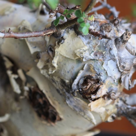 Commiphora　kataf 　コミフォラ　カタフ