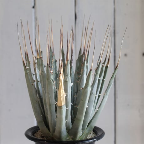 Agave ユタエンシス エボリスピナ