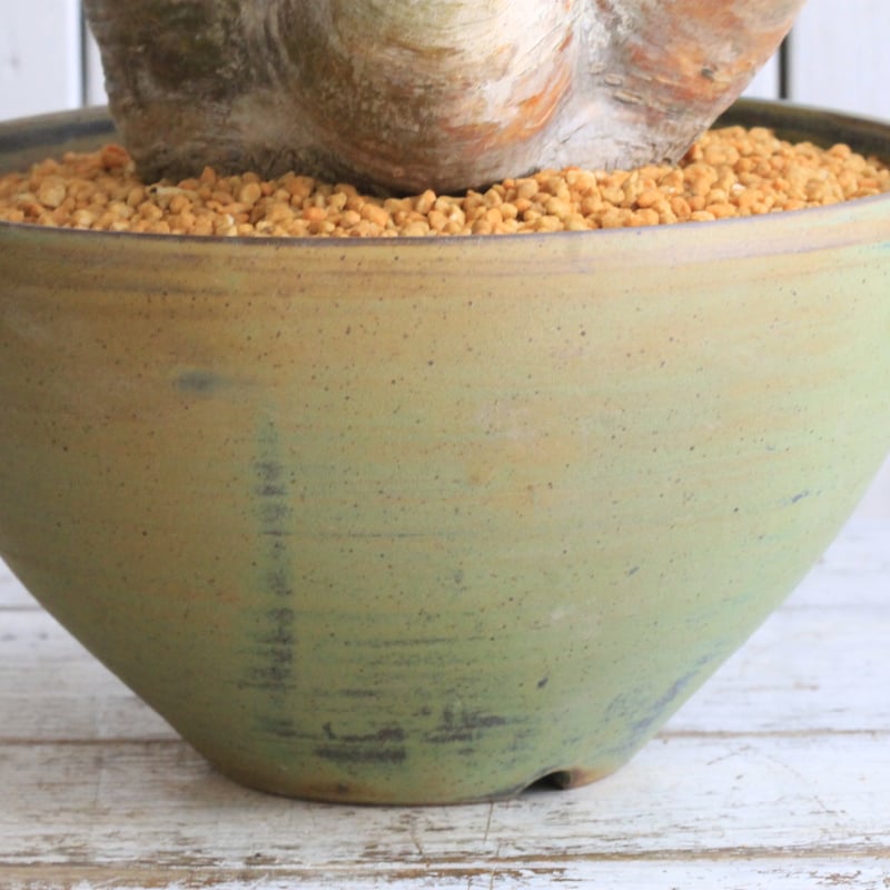 パキポディウム イノピナツム yaji²ポット | hanayoshi-botanical