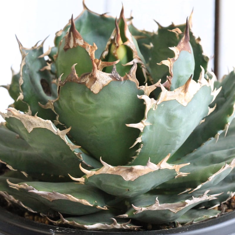 アガベ チタノタ FO-76 | hanayoshi-botanical