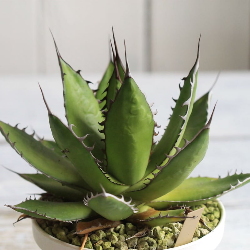 Agave ホリダメキシカルメトル | hanayoshi-botanical