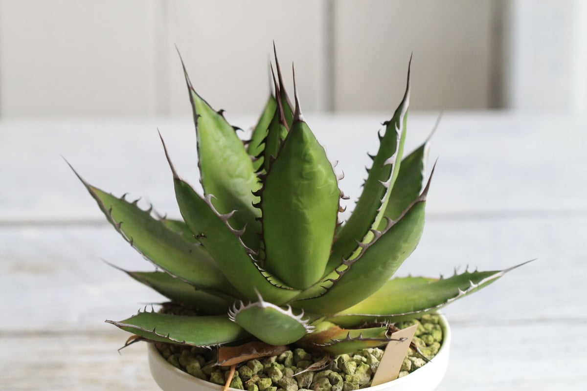 Agave ホリダメキシカルメトル | hanayoshi-botanical