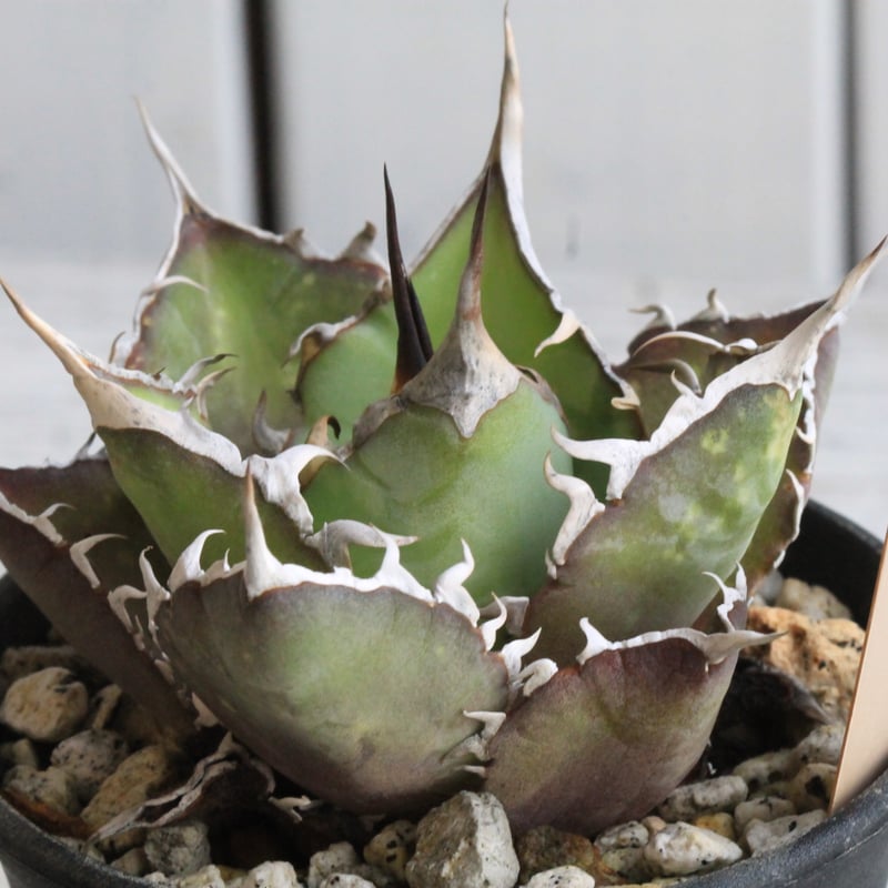 アガベ　スーパーチタノタ　鉢付き 新着】agave 