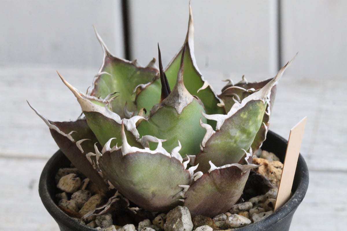 アガベ チタノタ スパーワン② | hanayoshi-botanical