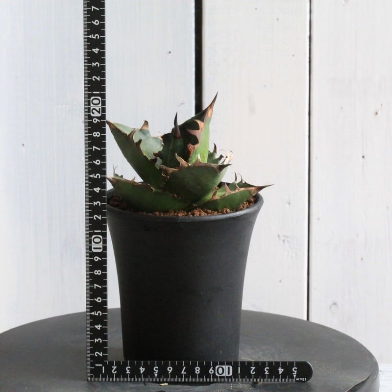 アガベ チタノタ FO76 特チェーンタイプ | hanayoshi-botanical